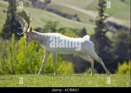 Le daim blanc près de Queenstown Otago ile sud Nouvelle Zelande Banque D'Images