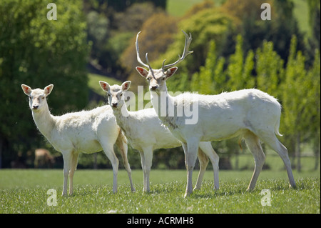 Le daim blanc près de Queenstown Otago ile sud Nouvelle Zelande Banque D'Images