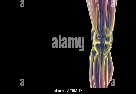 Les muscles du genou Photo Stock - Alamy