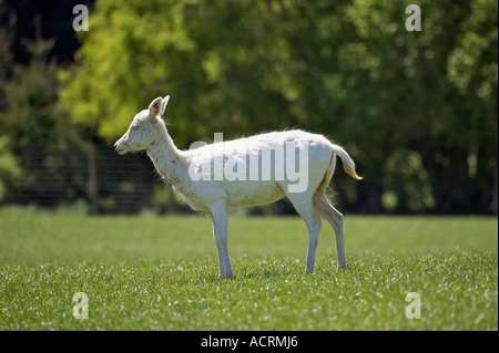 Le daim blanc près de Queenstown Otago ile sud Nouvelle Zelande Banque D'Images