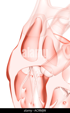 Anatomie en coupe du cœur Banque D'Images