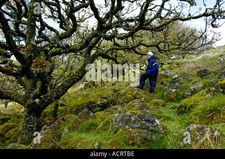 Garçon dans Whistmans deux ponts de bois, près de Dartmoor National Park Devon, Angleterre Banque D'Images