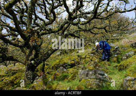 Garçon dans Whistmans deux ponts de bois, près de Dartmoor National Park Devon, Angleterre Banque D'Images