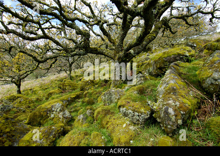 Whistmans deux ponts de bois, près de Dartmoor National Park Devon, Angleterre Banque D'Images
