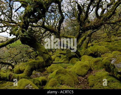 Whistmans deux ponts de bois, près de Dartmoor National Park Devon, Angleterre Banque D'Images