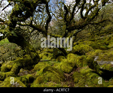 Whistmans deux ponts de bois, près de Dartmoor National Park Devon, Angleterre Banque D'Images