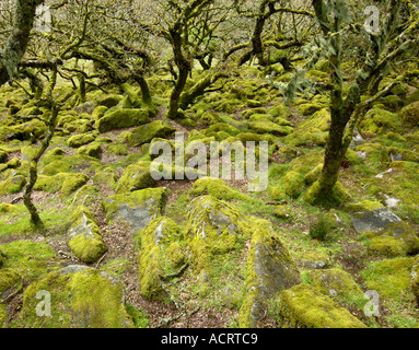Whistmans deux ponts de bois, près de Dartmoor National Park Devon, Angleterre Banque D'Images