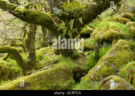 Whistmans deux ponts de bois, près de Dartmoor National Park Devon, Angleterre Banque D'Images