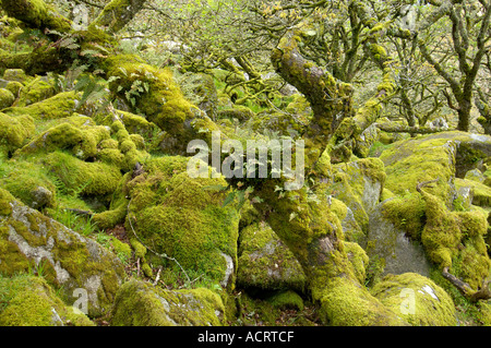 Whistmans deux ponts de bois, près de Dartmoor National Park Devon, Angleterre Banque D'Images