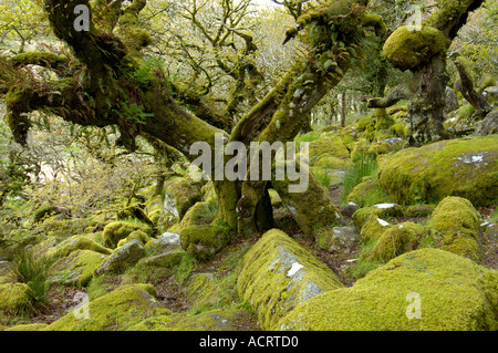 Whistmans deux ponts de bois, près de Dartmoor National Park Devon, Angleterre Banque D'Images
