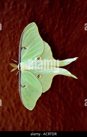 Luna moth Actias luna aussi connu comme le papillon de soie sauvage ou ver à soie géant originaire de l'Amérique du Nord de couleur jaune verdâtre pâle Banque D'Images