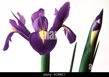 Fleur iris unique et bud contre fond blanc, pur Banque D'Images