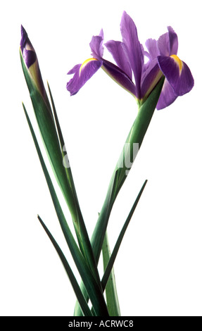 Fleur iris unique et bud contre fond blanc, pur Banque D'Images