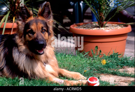 Berger Allemand portant dans jardin avec bal rouge et blanc Banque D'Images