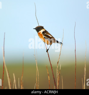 Saxicola torquata Stonechat mâle adulte perché sur une fine branche d'arbre avec du ciel bleu derrière Banque D'Images