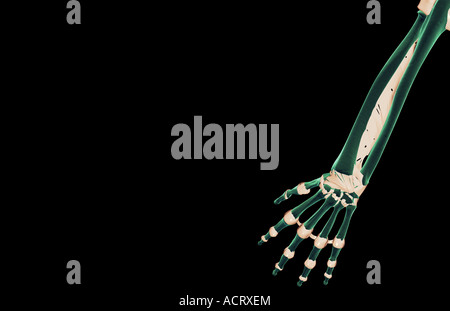 Les ligaments de l'avant-bras Banque D'Images