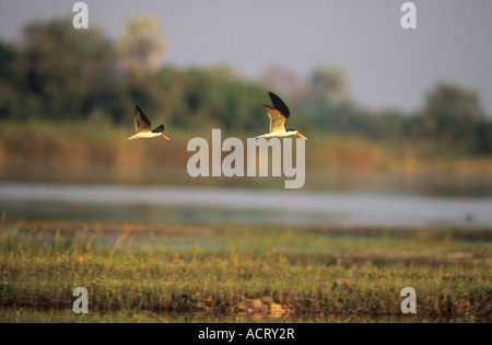 Récupérateurs d'Afrique en vol Xigera Okavango Botswana Banque D'Images