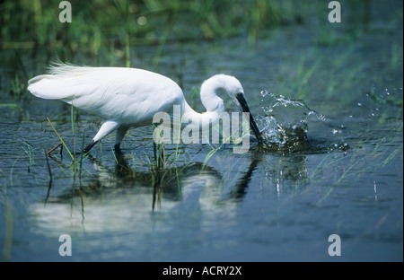 L'aigrette garzette attraper un petit poisson dans l'Xigera Okavango Delta de l'Okavango au Botswana Banque D'Images