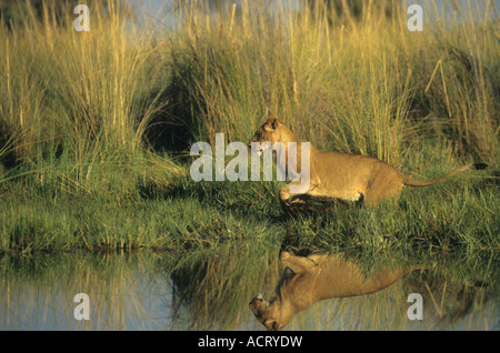 Lion reflète dans l'eau comme il saute sur une section d'eau libre Chitabe delta de l'Okavango au Botswana Banque D'Images