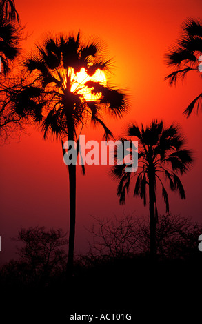 Sunset silhouette de llala palmier Delta de l'Okavango au Botswana Banque D'Images