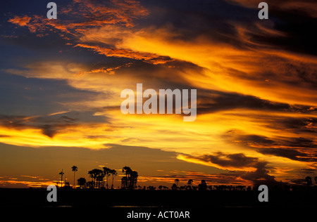 Coucher du soleil avec des nuages d'or et de palmiers qui se profile à l'horizon Jacks Makgakgadi Camp Botswana Kalahari Pan Banque D'Images