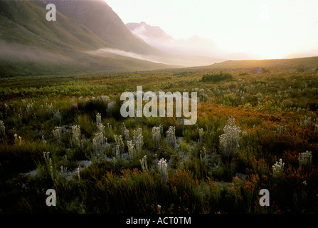 Vue de la rivière Palmiet brume matinale en fleurs éternelles montagnes en arrière-plan l'Afrique du Sud Banque D'Images