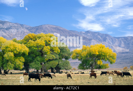 Inyo National Forest, Californie, USA. Le pâturage du bétail en prairie avec montagnes derrière Inyo avec demi-lune se levant. Près de Big Pine Banque D'Images