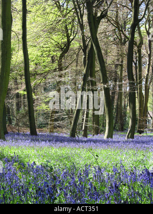 Voir of early english bluebells in park wood nettlebed uk Banque D'Images