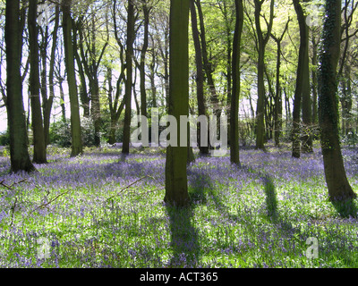 Voir of early english bluebells in park wood nettlebed uk Banque D'Images