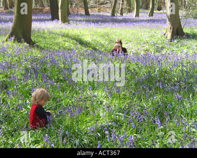 Femme de prendre une photo d'un enfant de 2 ans dans la région de bluebell woods Banque D'Images