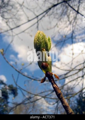 Horse Chestnut Tree bud against a blue sky Banque D'Images