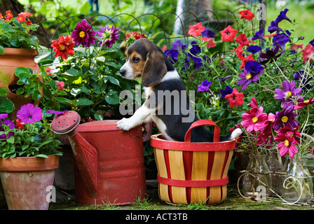 Chiot Beagle dans jardin coloré Banque D'Images