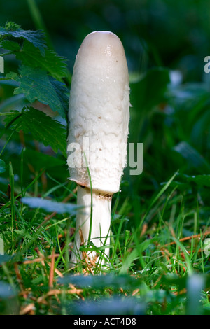 Cap d'encre Coprinus comatus Shaggy Banque D'Images