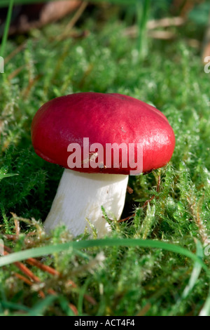 La Russula emetica Sickener Banque D'Images