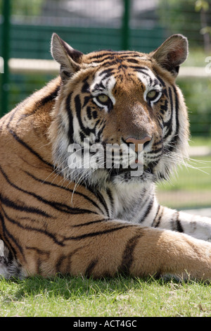Tigre en captivité portant sur l'herbe au soleil Banque D'Images