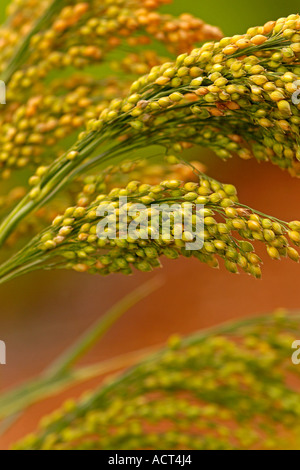 Le millet commun (Panicum miliaceum) Banque D'Images