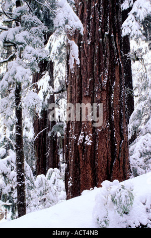 La rivière Hoh Rainforest en hiver, Olympic National Park, Washington Banque D'Images