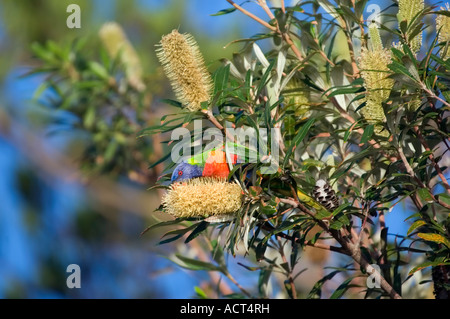 Un arc-en-ciel lorikeet est l'alimentation d'une grande fleur de banksia Banque D'Images