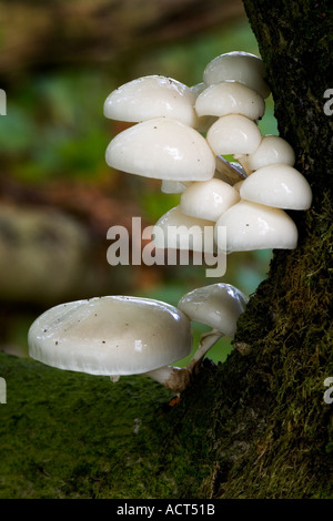 Oudemansiella mucida champignon en porcelaine Banque D'Images