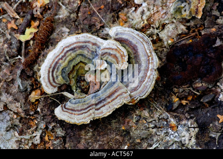 La Turquie Queue Trametes versicolor Banque D'Images