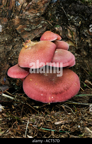 Les prunes et sa crème anglaise (Tricholomopsis rutilans) Banque D'Images