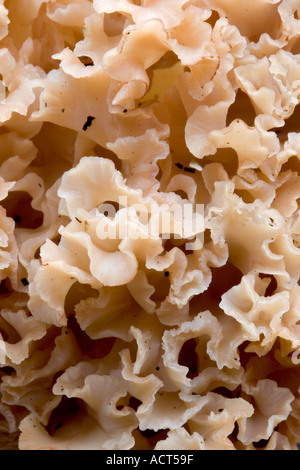 Le champignon Chou-fleur Sparassis crispa close up detail voir le croissant lodge sandy bedfordshire Banque D'Images