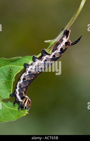 Convolvulus Hawk moth Agrius convolvuli larves potton liseron des champs bedordshire Banque D'Images