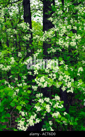 Des fleurs blanches de l'arbre de cerise noire Prunus serotina dans les régions rurales du Manitoba, Canada. Banque D'Images