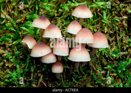 Pied sang Mycena haematopus beau groupe de champignons poussant sur le moignon moussus lodge sandy bedfordshire Banque D'Images