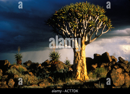 Vue panoramique de fin d'après-midi sur l'aloes et quiver tree avec de gros nuages sombres à l'arrière-plan Keetmanshoop Namibie Banque D'Images