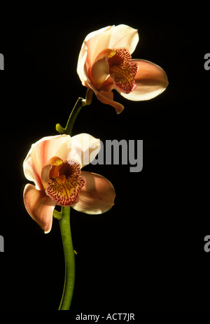 Fleurs orchidées roses et blanches sur un fond noir de l'Afrique du Sud Banque D'Images