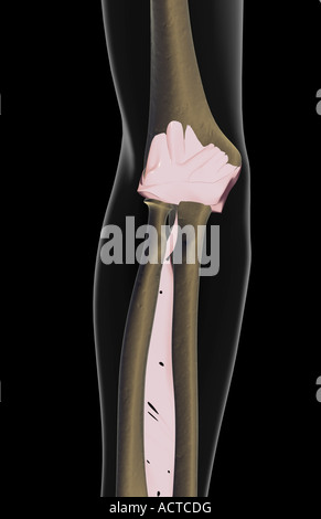Les ligaments du coude Banque D'Images