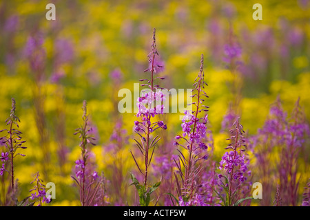 Rosebay willowherb Chamerion augustifolium Séneçon et sur les terres communes de Norfolk Banque D'Images