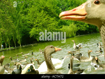 Les oies et canards dans un lac Gaense Enten und im See Banque D'Images